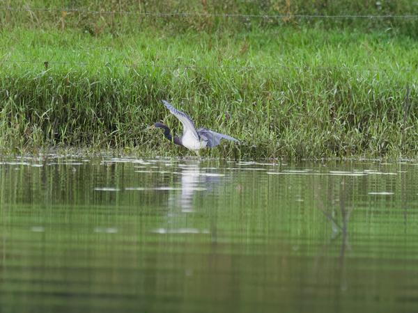 <h3><a href="/trips/costa-rica/biota/animalia/chordata/aves/015 pelecaniformes/002 ardeidae/egretta tricolor/egretta tricolor-nl.html">Egretta&nbsp;tricolor</a> / Tricolored&nbsp;heron / Witbuikreiger</h3>OM-1 Mark II met M.300mm F4.0 + MC-14, 1/1000 sec  bij F5.6, ISO 10000